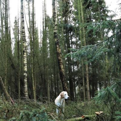 Hündin Carla im einstigen "Waldgehege" im Land der Tiere, dem veganen Tierschutzzentrum zwischen Hamburg, Berlin und Lüneburg