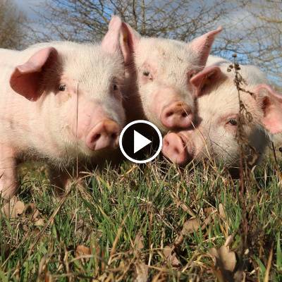 Die geretteten Schweine Felix, Helge & Knut im Land der Tiere, dem veganen Tierschutzzentrum zwischen Hamburg, Berlin und Lüneburg