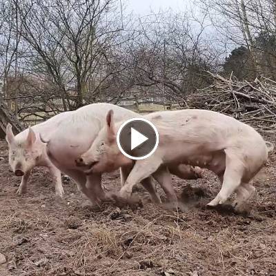 Schwein Hanna und ihre Kinder Willi, Hein & Pia im Land der Tiere, dem veganen Tierschutzzentrum zwischen Hamburg, Berlin und Lüneburg