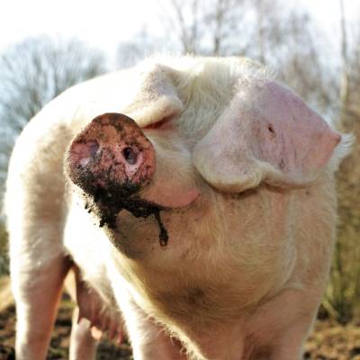 Schwein Hanna im Land der Tiere, dem veganen Tierschutzzentrum zwischen Hamburg, Berlin und Lüneburg