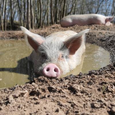 Schwein Helge im Land der Tiere, dem veganen Tierschutzzentrum zwischen Hamburg, Berlin und Lüneburg