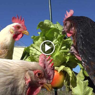 Die Hühner im Land der Tiere, dem veganen Tierschutzzentrum zwischen Hamburg, Berlin und Lüneburg