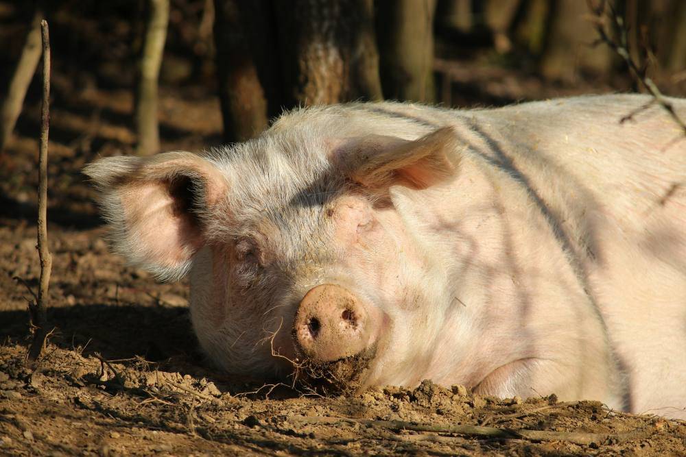 Schwein Lulu im Land der Tiere, dem veganen Tierschutzzentrum zwischen Hamburg, Berlin und Lüneburg