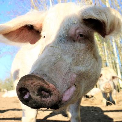 Schwein Rosalie im Land der Tiere, dem veganen Tierschutzzentrum zwischen Hamburg, Berlin und Lüneburg