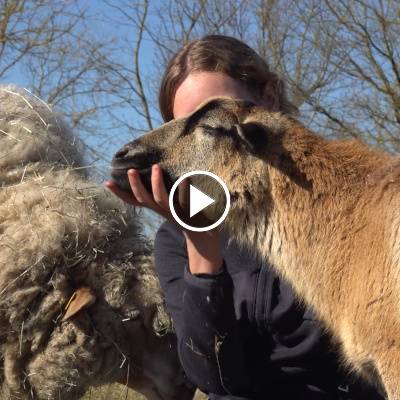 Mensch Johanna und Schaf Pimpinella im Land der Tiere, dem veganen Tierschutzzentrum zwischen Hamburg, Berlin und Lüneburg