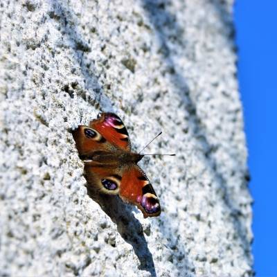 Ein Schmetterling im Land der Tiere, dem veganen Tierschutzzentrum zwischen Hamburg, Berlin und Lüneburg