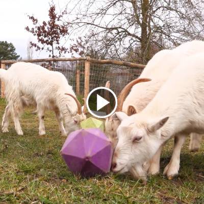 Die Ziegen im Land der Tiere, dem veganen Tierschutzzentrum zwischen Hamburg, Berlin und Lüneburg