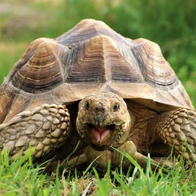 Spornschildkröte Mali im Land der Tiere, dem veganen Tierschutzzentrum zwischen Hamburg, Berlin und Lüneburg