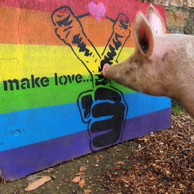 Make Love, Not War: Schwein Hein im Land der Tiere, dem veganen Tierschutzzentrum zwischen Hamburg, Berlin und Lüneburg