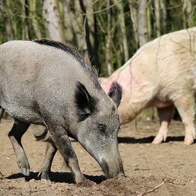 Wildschwein Resi im Land der Tiere, dem veganen Tierschutzzentrum zwischen Hamburg, Berlin und Lüneburg