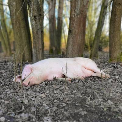 Schwein Hanna im Land der Tiere, dem veganen Tierschutzzentrum zwischen Hamburg, Berlin und Lüneburg