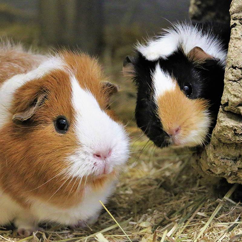 Patenschaft für alle Meerschweinchen abschließen