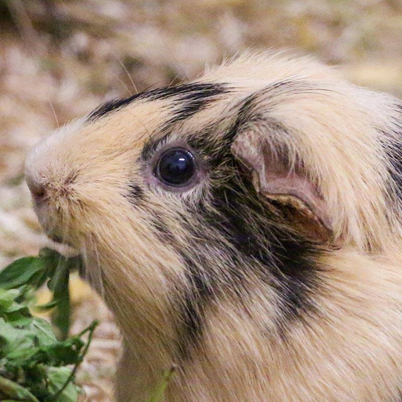 Patenschaft für Piggidy abschließen