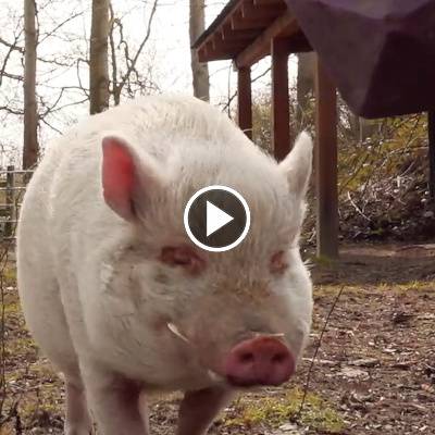 Die Minischweine Lilli & Eddie im Land der Tiere, dem veganen Tierschutzzentrum zwischen Hamburg, Berlin und Lüneburg