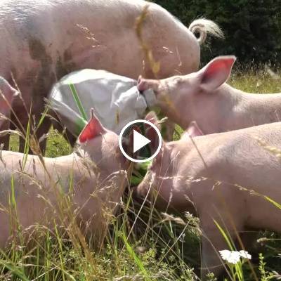 Die Schweine Willi, Hein & Pia im Land der Tiere, dem veganen Tierschutzzentrum zwischen Hamburg, Berlin und Lüneburg