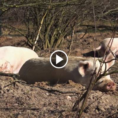 Die Schweine im Schweineland im Land der Tiere, dem veganen Tierschutzzentrum zwischen Hamburg, Berlin und Lüneburg