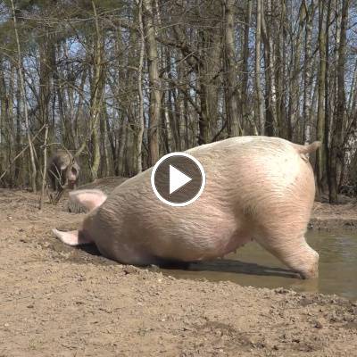 Badezeit bei den Schweinen im Land der Tiere, dem veganen Tierschutzzentrum zwischen Hamburg, Berlin und Lüneburg