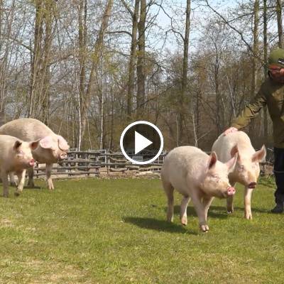 Die Schweine Willi, Hein & Pia mit ihrer Mama Hanna im Land der Tiere, dem veganen Tierschutzzentrum zwischen Hamburg, Berlin und Lüneburg