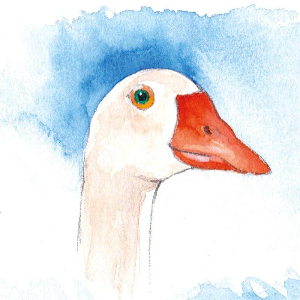 Haus #2: In Zukunft ein sicheres Zuhause für Gänse und andere Tiere Haus #2: In Zukunft ein sicheres Zuhause für Gänse und andere Tiere