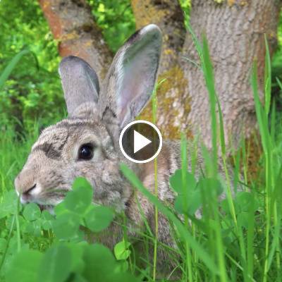 Die Kaninchen Familie Dr. Hasenbein im Land der Tiere, dem veganen Tierschutzzentrum zwischen Hamburg, Berlin und Lüneburg