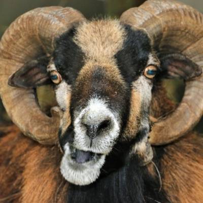 Ein Neuankömmling im Land der Tiere, dem veganen Tierschutzzentrum zwischen Hamburg, Berlin und Lüneburg