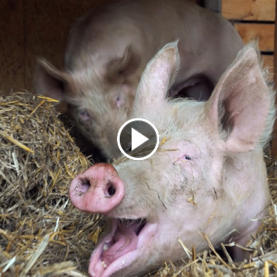 Die Schweine Willi, Hein & Pia im Land der Tiere, dem veganen Tierschutzzentrum zwischen Hamburg, Berlin und Lüneburg