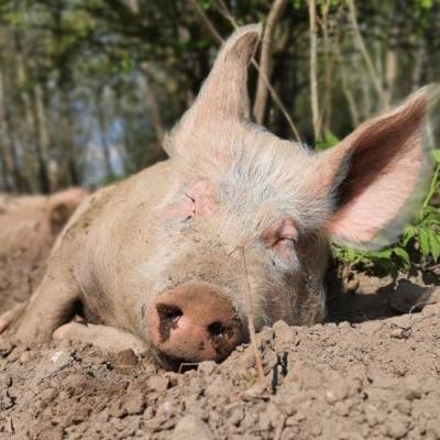 Schwein Pia im Land der Tiere, dem veganen Tierschutzzentrum zwischen Hamburg, Berlin und Lüneburg