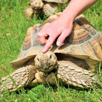 Schildkröte Sahel im Land der Tiere, dem veganen Tierschutzzentrum zwischen Hamburg, Berlin und Lüneburg