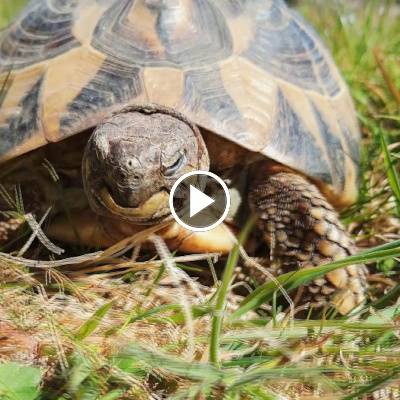 Schildkröte Vera im Land der Tiere, dem veganen Tierschutzzentrum zwischen Hamburg, Berlin und Lüneburg