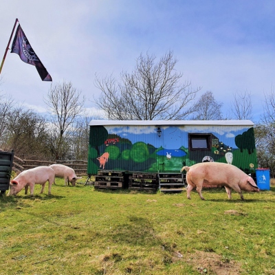 Schwein Hanna mit ihren Kindern Willi, Hein & Pia im Land der Tiere, dem veganen Tierschutzzentrum zwischen Hamburg, Berlin und Lüneburg