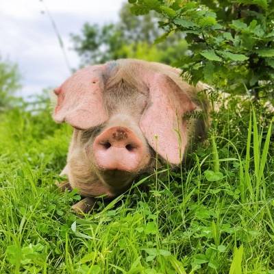 Schwein Hanna im Land der Tiere, dem veganen Tierschutzzentrum zwischen Hamburg, Berlin und Lüneburg