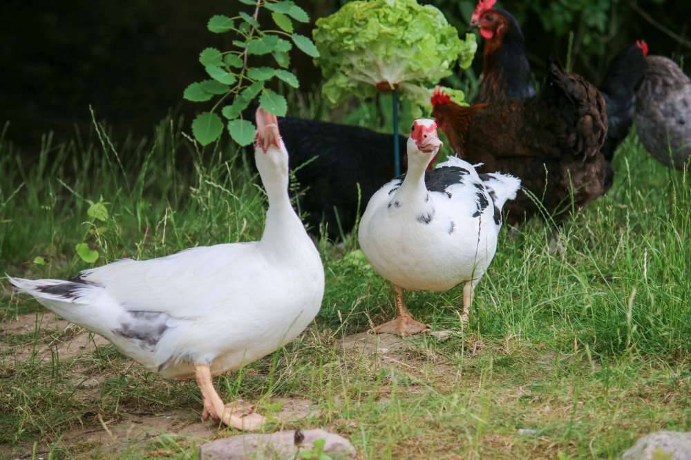 Die Enten Jente & Polente im Land der Tiere, dem veganen Tierschutzzentrum zwischen Hamburg, Berlin und Lüneburg