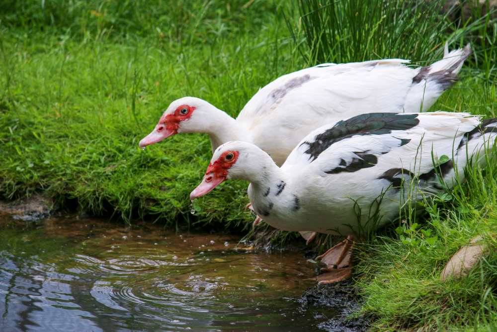 Die Enten Polente & Jente im Land der Tiere, dem veganen Tierschutzzentrum zwischen Hamburg, Berlin und Lüneburg