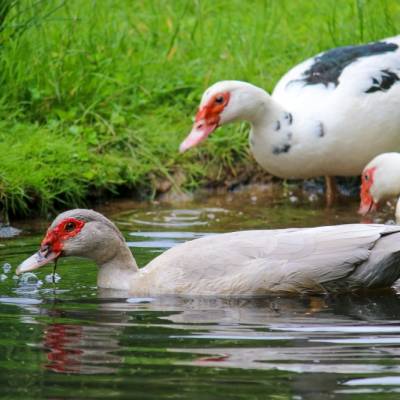 Die Enten Heidi, Jente & Polente im Land der Tiere, dem veganen Tierschutzzentrum zwischen Hamburg, Berlin und Lüneburg