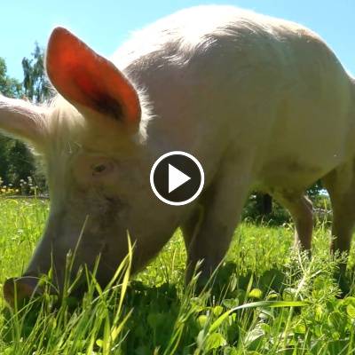 Das Schweineland im Land der Tiere, dem veganen Tierschutzzentrum zwischen Hamburg, Berlin und Lüneburg
