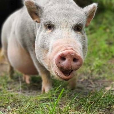 Schwein Lilli im Land der Tiere, dem veganen Tierschutzzentrum zwischen Hamburg, Berlin und Lüneburg