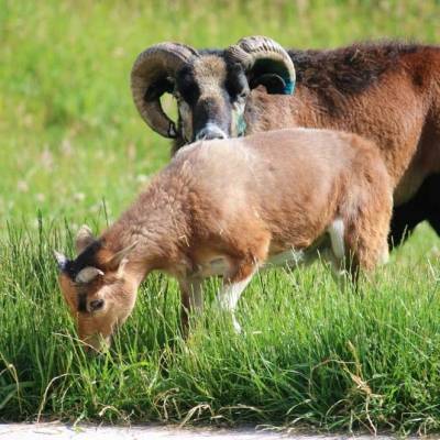 Die Schafe Pepe & Simba im Land der Tiere, dem veganen Tierschutzzentrum zwischen Hamburg, Berlin und Lüneburg