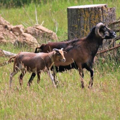 Die Schafe Pepe & Simba im Land der Tiere, dem veganen Tierschutzzentrum zwischen Hamburg, Berlin und Lüneburg