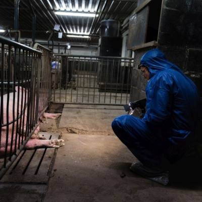 Ein Rechercheaktivist in der Tierindustrie