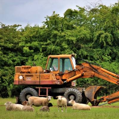 Die Schafe und ein Bagger im Land der Tiere, dem veganen Tierschutzzentrum zwischen Hamburg, Berlin und Lüneburg