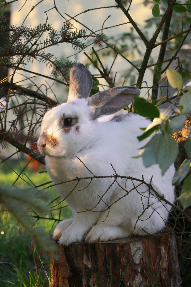 Kaninchen Keks im Land der Tiere, dem veganen Tierschutzzentrum zwischen Hamburg, Berlin und Lüneburg
