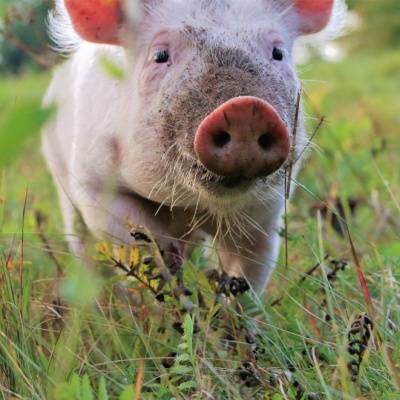 Schwein Anni als Ferkel im Land der Tiere im Land der Tiere, dem veganen Tierschutzzentrum zwischen Hamburg, Berlin und Lüneburg