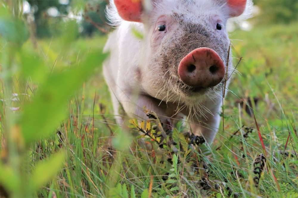 Schwein Anni als Ferkel im Land der Tiere im Land der Tiere, dem veganen Tierschutzzentrum zwischen Hamburg, Berlin und Lüneburg