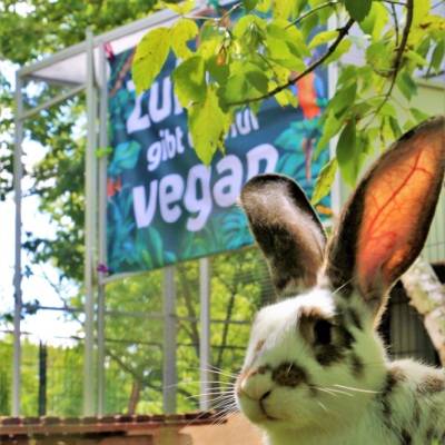 Kaninchen Fräulein Ostermann im Land der Tiere im Land der Tiere, dem veganen Tierschutzzentrum zwischen Hamburg, Berlin und Lüneburg