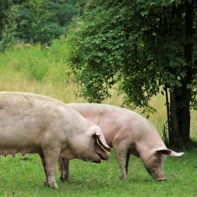 Die Schweine Hanna und Willi im Land der Tiere im Land der Tiere, dem veganen Tierschutzzentrum zwischen Hamburg, Berlin und Lüneburg