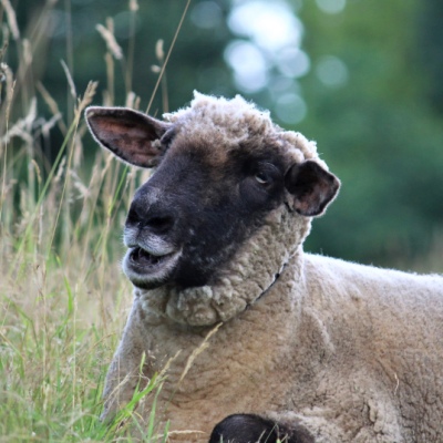Schaf Juli im Land der Tiere im Land der Tiere, dem veganen Tierschutzzentrum zwischen Hamburg, Berlin und Lüneburg