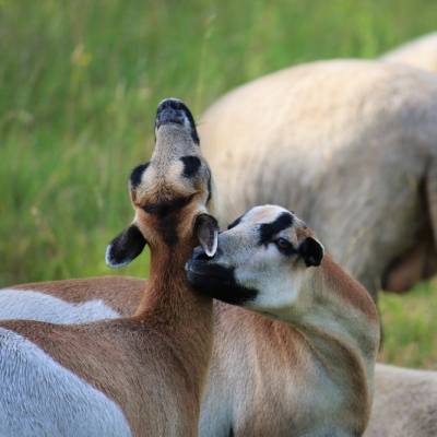 Die Schafe Kalle & Pimpinella im Land der Tiere im Land der Tiere, dem veganen Tierschutzzentrum zwischen Hamburg, Berlin und Lüneburg