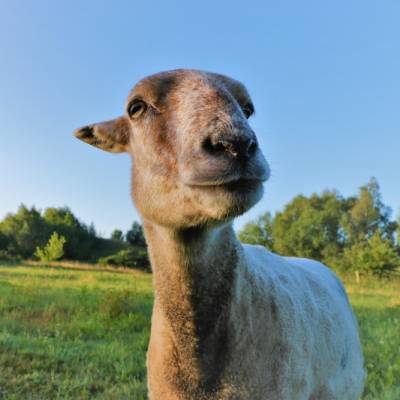 Schaf Mupf im Land der Tiere im Land der Tiere, dem veganen Tierschutzzentrum zwischen Hamburg, Berlin und Lüneburg