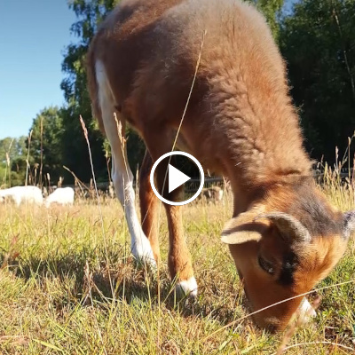 Die Schafe Pepe & Simba im Land der Tiere, dem veganen Tierschutzzentrum zwischen Hamburg, Berlin und Lüneburg