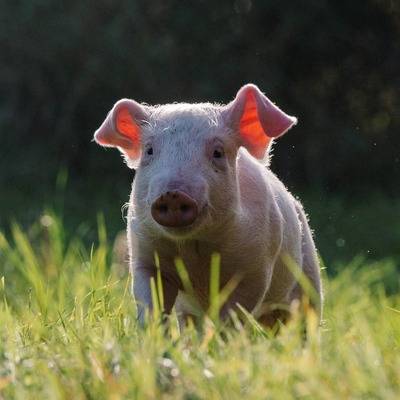 Schwein Rosalie im Land der Tiere im Land der Tiere, dem veganen Tierschutzzentrum zwischen Hamburg, Berlin und Lüneburg